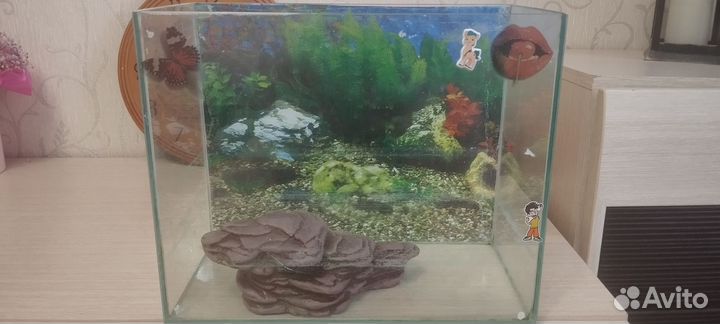 Аквариум