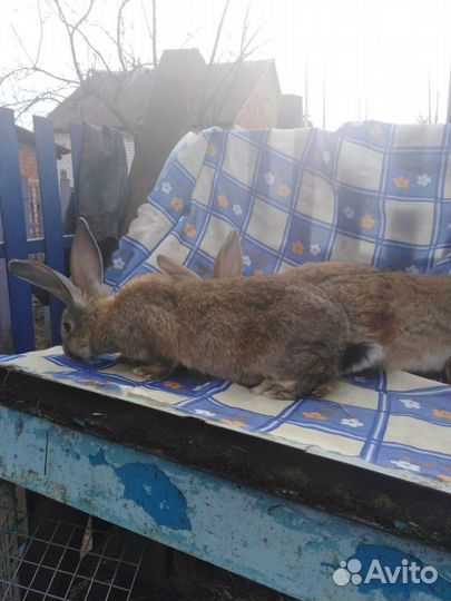 Кролики разных пород