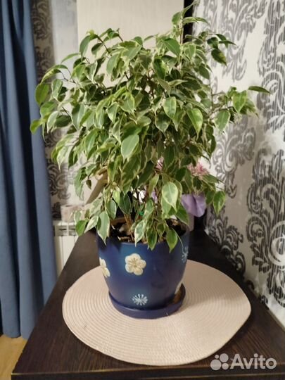 Бенджамина