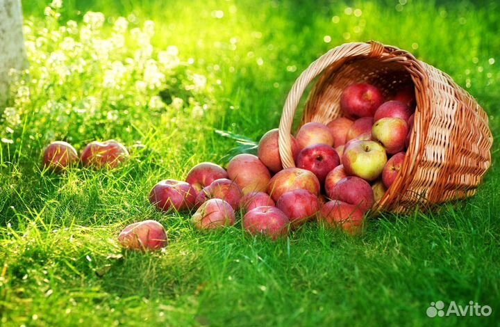 Разнорабочий по сборке яблок на сезон