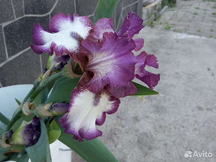 Ирисы бородатые все сортовые