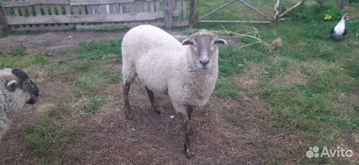Продам отару овец,цена договарная