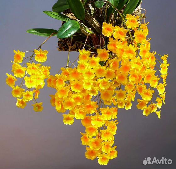 Орхидеи (каттлея, дендробиум)