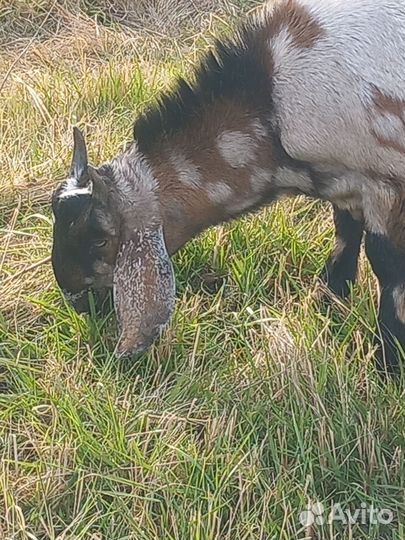 Козел на племя