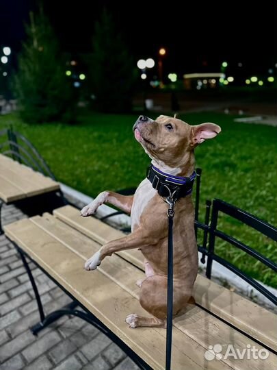 Ошейники для собак