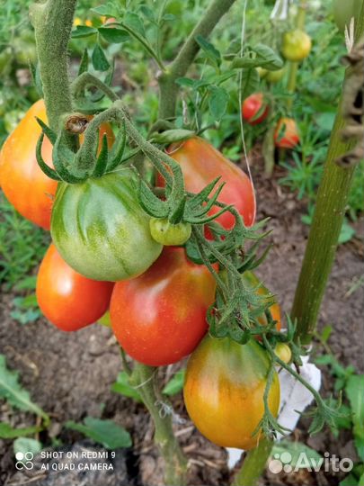 Семена томатов