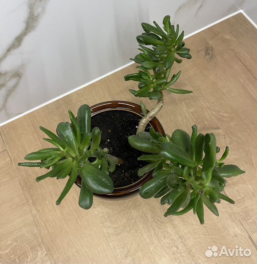 Крассула толстянка