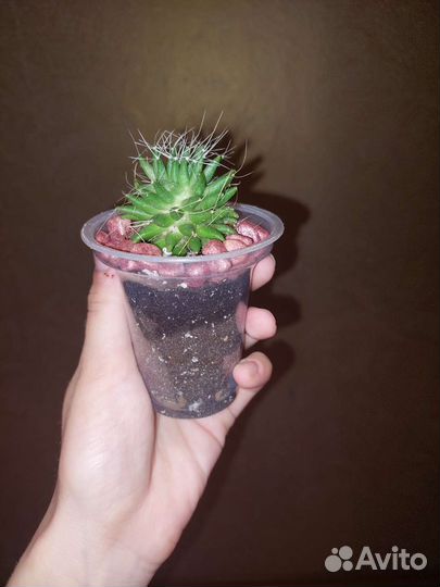 Кактусы и суккуленты