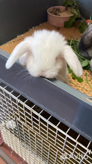 Декоративные кролики вислоухие барашки