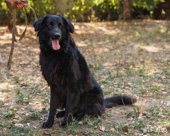 Красивый кареглазый ищет ответственного хозяина