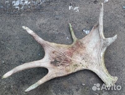 Лосиные рога