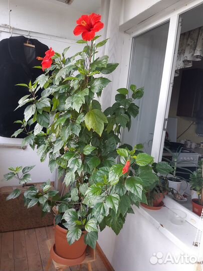 Продам гибискус