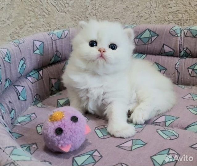 Шикарные золотые бриташки