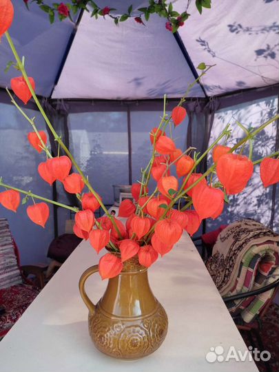 Физалис расада 50 р за штуку