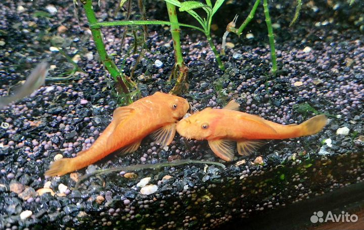 Сом анциструс Супер Рэд мальки