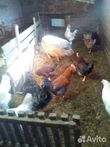 Петухи, яйцо,декоративные корочки