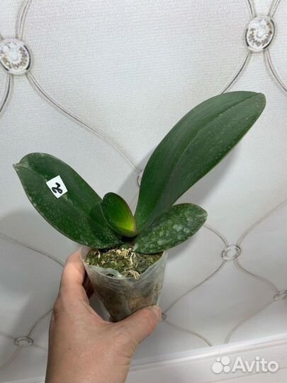 Бабочка Violet Angel орхидея фаленопсис