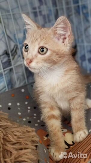 Рыжий котенок в добрые руки бесплатно