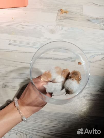 Сирийский хомяк малыш