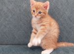Рыжий задорный котенок (мальчик, кот)