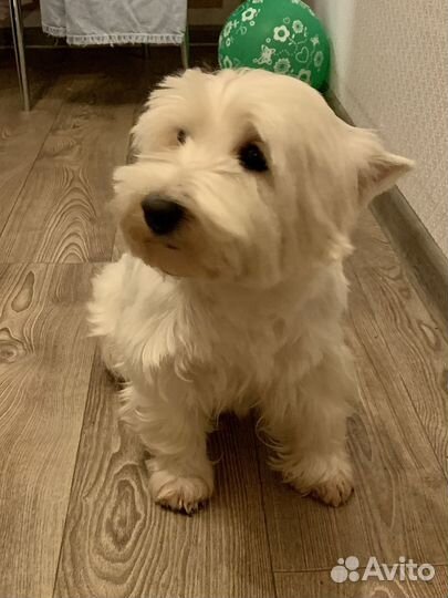 Ищем жениха для девочки вестика