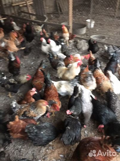 Петухи Домашние Цветные