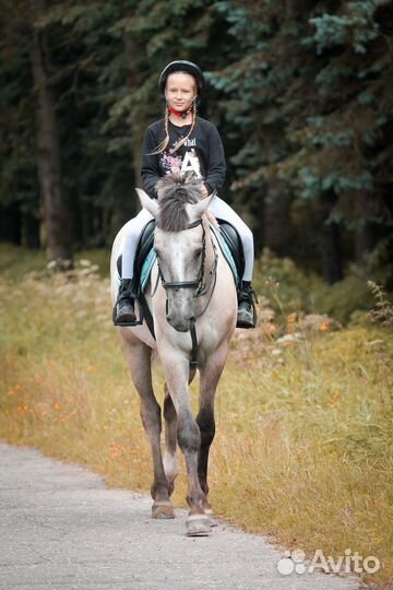 Лошадь в аренду