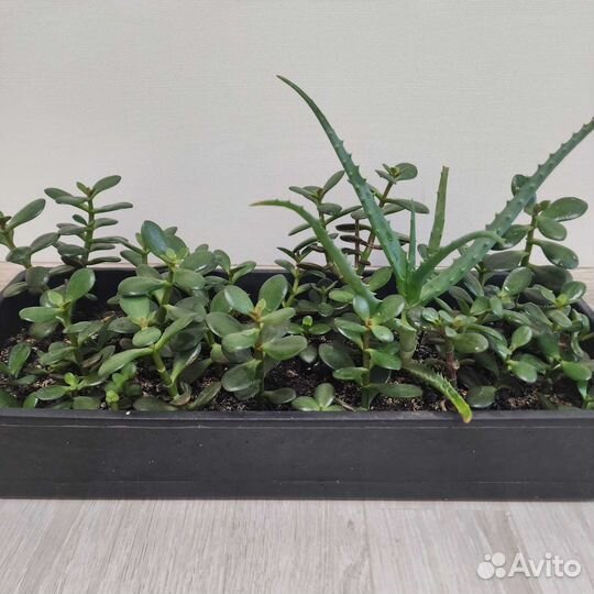 Большой контейнер с отростками толстянки