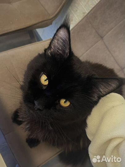 Котят мейн-кун