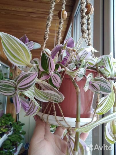 Традесканция