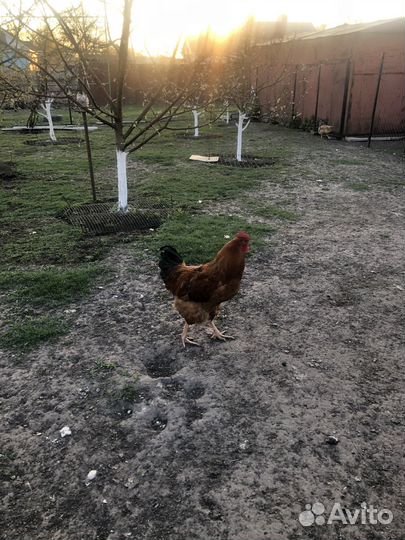 Продажа петуха