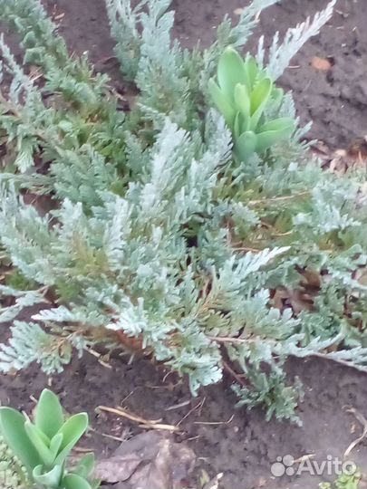 Можжевельник горизонтальный