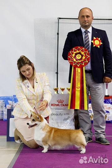 Профессиональный Хендлер