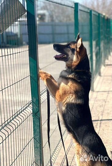 Шанс для Мухтара