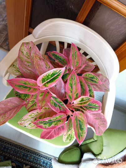 Аглаонема Сальмон фэнтези