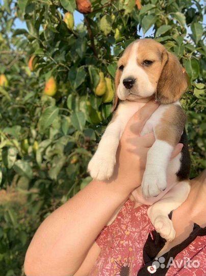 Щенки бигль