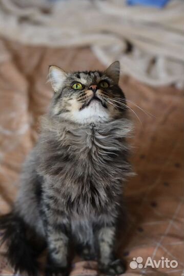 Котик в добрые руки