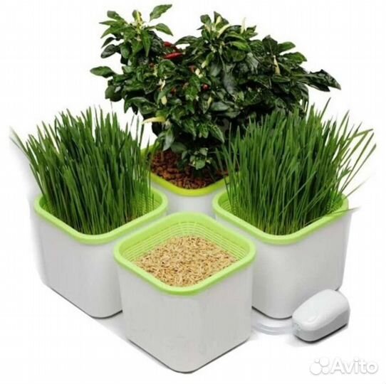 Проращиватель семян