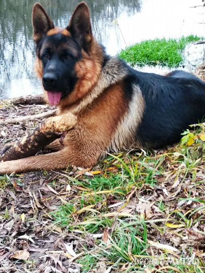 Немецкая овчарка вязка