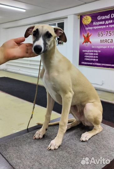 Щенки уиппета