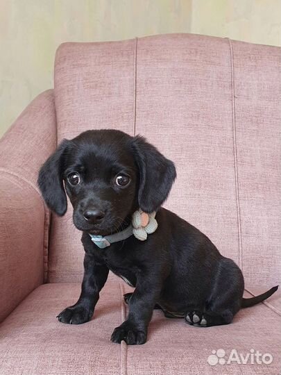 Малыш Чарли из приюта