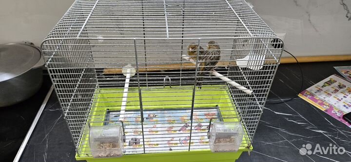 Канарейки пара