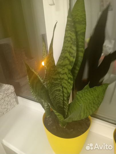 Сансевиерия