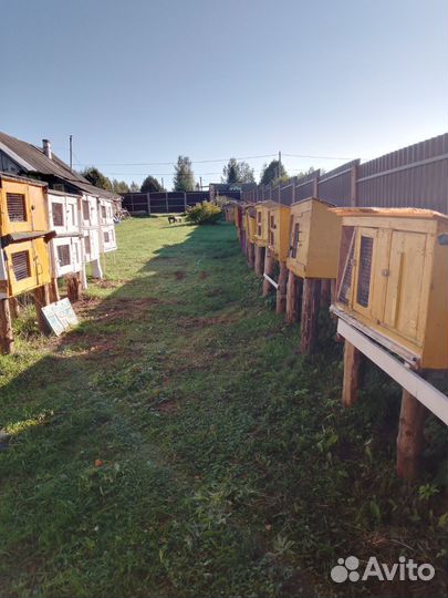 Калифорнийские кролики