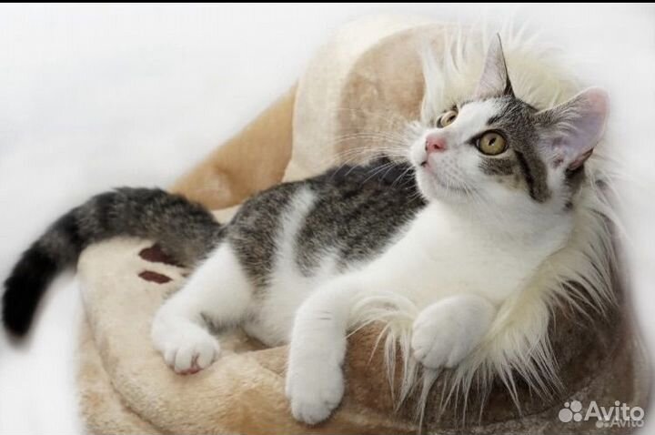 Кинолог, Зоопсихолог, онлайн-консультации