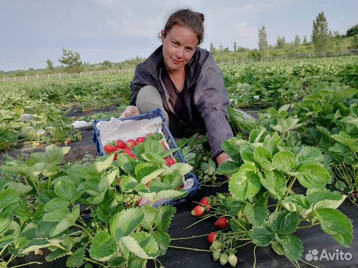 Рассада клубники. Саженцы голубики