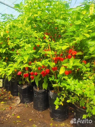 Семена супер острых перцев