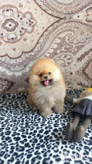 Щенки шпица