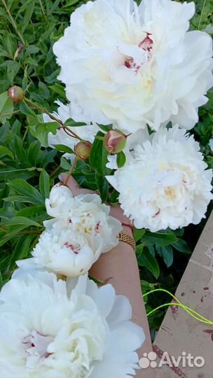 Пионы Королевские