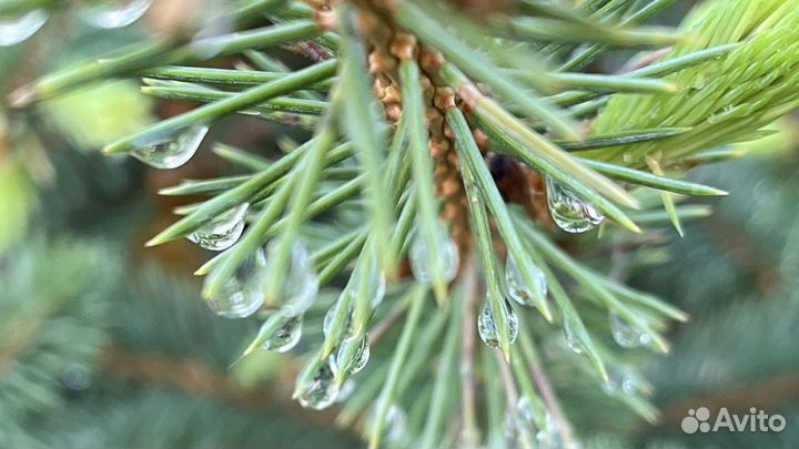 Саженцы елки, хвойные растения, ель голубая